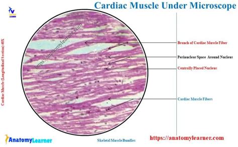 Cardiac Muscle Under Microscope with Labeled Diagram » AnatomyLearner >> The Place to Learn ...