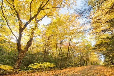 Berkshire Autumn - Photograph America