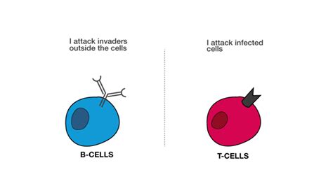 What is the relationship between B cells and T cells?