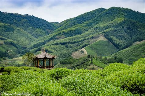 All the Tea in China: A Ride to the Tea Plantations of Jianou - VeloTramp