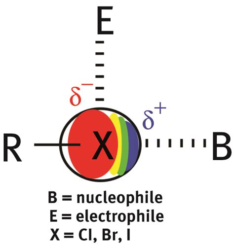 The halogen bond: Nature and applications