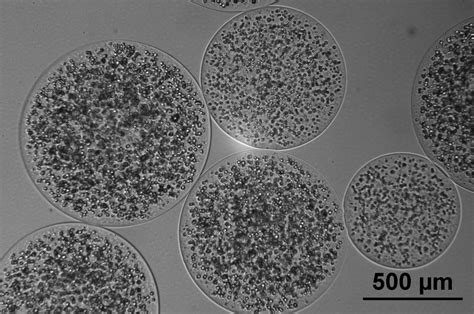 Mammalian Cell Encapsulation in Alginate Beads Using a Simple Stirred ...