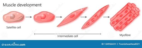 Mechanism Of Muscle Contraction Cartoon Vector | CartoonDealer.com #80735109