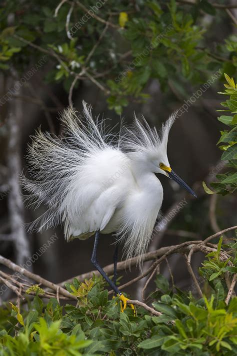 Snowy egret in breeding plumage - Stock Image - C049/6286 - Science ...