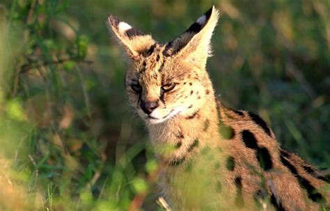 Serval Cat - Speed, Habitat & Diet of Africa’s Wildest Cat