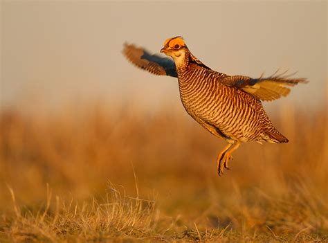 Funds meant for lesser prairie chicken conservation misused: AP News ...