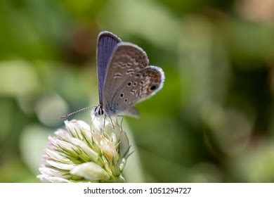 207 Miami Blue Butterfly Images, Stock Photos & Vectors | Shutterstock