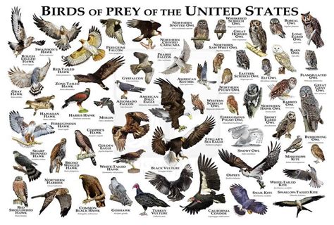 Birds of Prey of the United States Poster/Field Guide | Etsy in 2021 | Birds of prey, Zoo photos ...