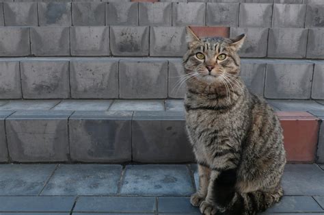 File:Mackerel tabby cat in front of stairs-Hisashi-01.jpg - Wikimedia Commons