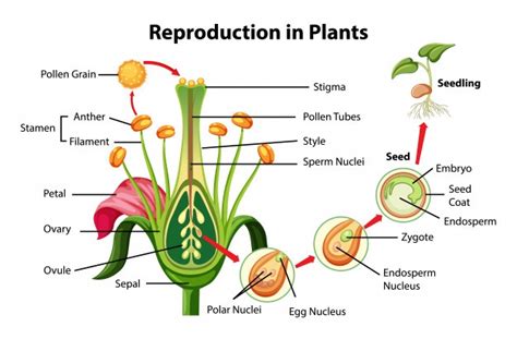 Asexual and sexual reproduction in plants, Pollination and Stages of ...