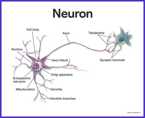 Nervous System Anatomy and Physiology | Nervous system anatomy, Anatomy ...