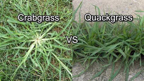 Crabgrass vs Quackgrass | Difference | Identify | Control | Get rid of