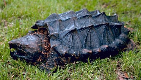 File:Alligator snapping turtle.jpg