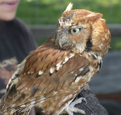 owls | Backyard and Beyond