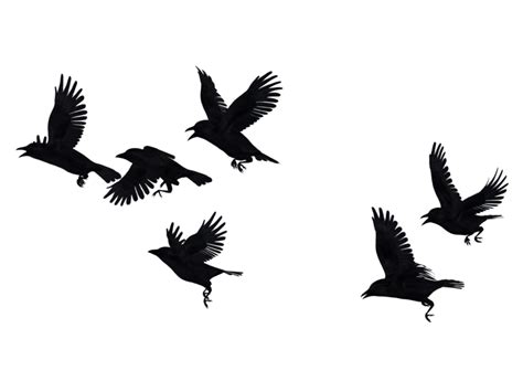 Crow Portable Network Graphics Bird Flock Raven - season of crows png flying png download - 800* ...