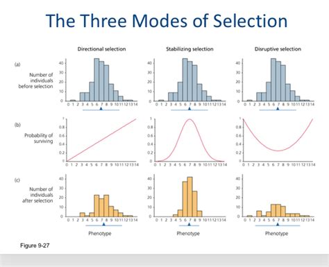 Solved The Three Modes of Selection Directional selection | Chegg.com