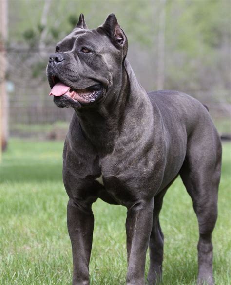 Black Pearl Cane Corso - Cane Corso breeders | Cane Corso puppies Blue Cane Corso, Cão Cane ...