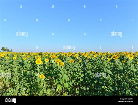 sunflower field and blue sky in Ukraine Stock Photo - Alamy