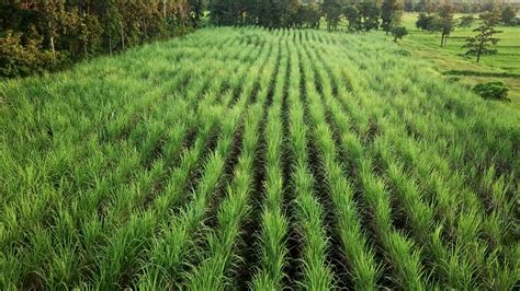 Aerial view sugarcane field from drone shot 11743237 Stock Video at ...