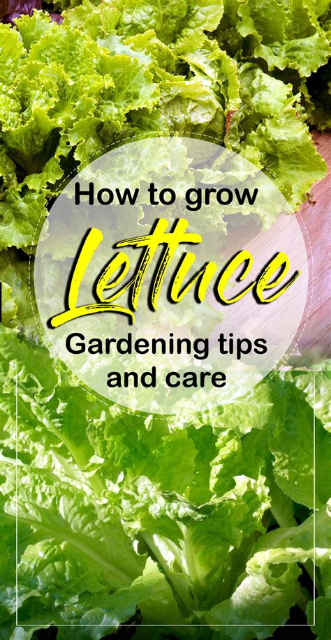 How to Grow Lettuce | Growing lettuce at home | Salad - Naturebring