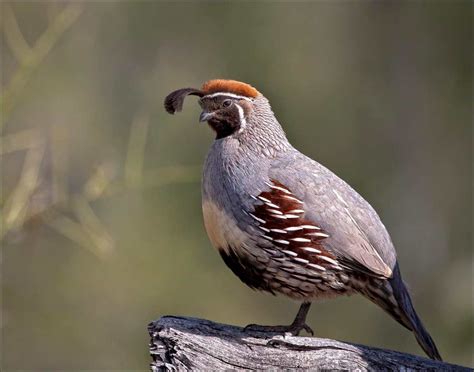 Quails Bird Wallpaper | Wallpapers9