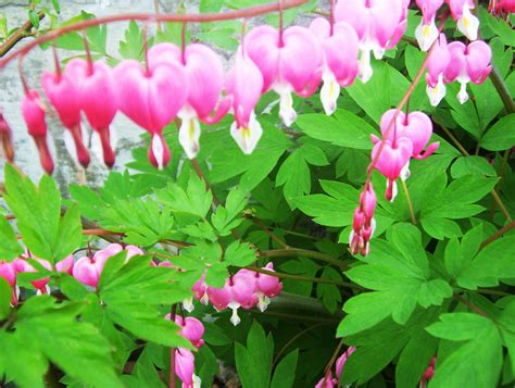 Bleeding Heart (Dicentra Spectabilis): An Old-Fashioned Spring Perennial | Dengarden