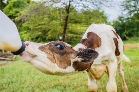 Baby cow feeding hay Stock Photos, Royalty Free Baby cow feeding hay ...