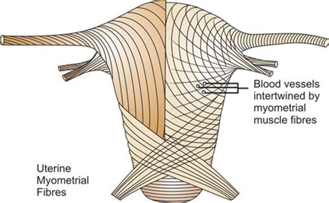 Myometrium Layers