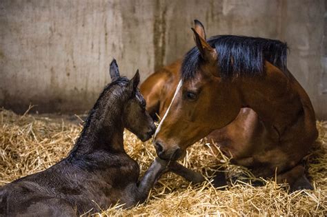 Low-Stress Foal Weaning