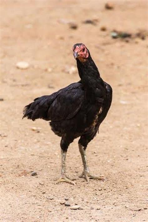 Dark Aseel (Asil) Chicken - Chicks for Sale | Cackle Hatchery®