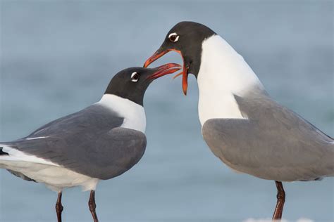 Laughing Gull | Audubon Field Guide