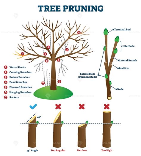 Tree pruning vector illustration Prune Fruit, Pruning Fruit Trees ...