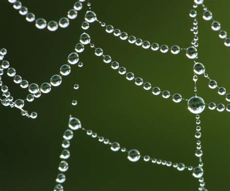 All of Nature: Sunrise Dew on Spider Webs, Flowers , and Damselflies