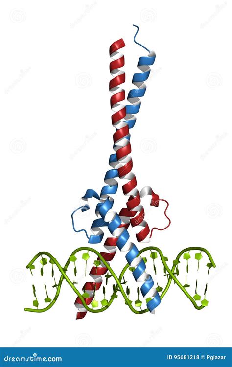 C-Myc protein stock illustration. Illustration of chromosome - 95681218