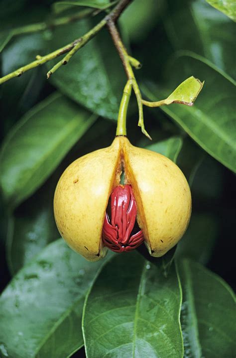 Nutmeg Fruit Photograph by David Nunuk - Fine Art America