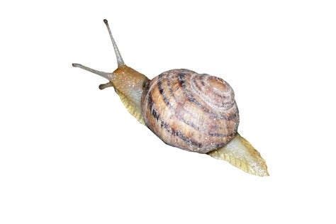 a large snail on a transparent background 13744454 PNG