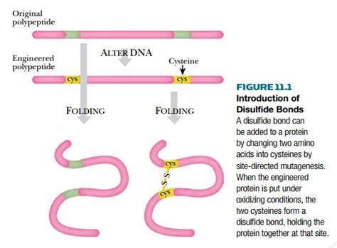 Engineering Disulfide Bonds