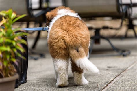 Dog Tail Position Chart: A Guide To Dog’s Body Language