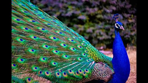 Peacock Dance in Rain showing Colorful Feathers - National Bird of ...