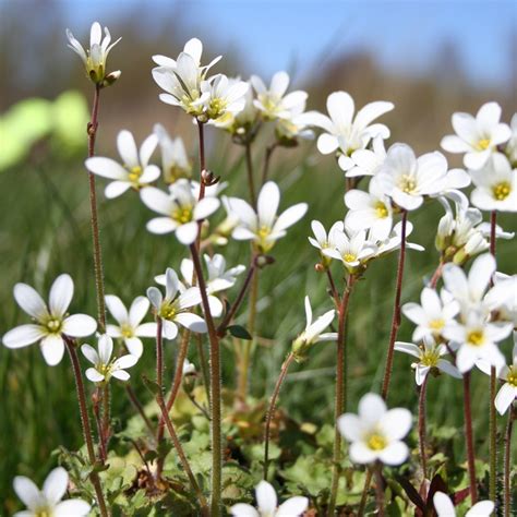 Meadow Saxifrage – Scotia Seeds