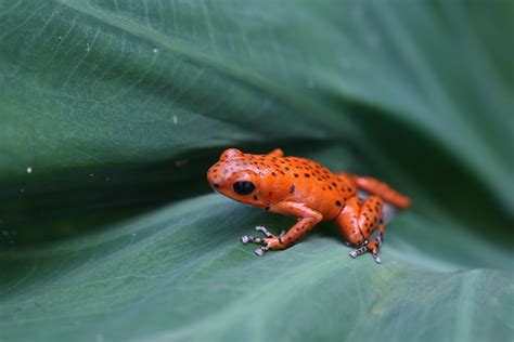 File:Red poison dart frog.jpg - Wikimedia Commons