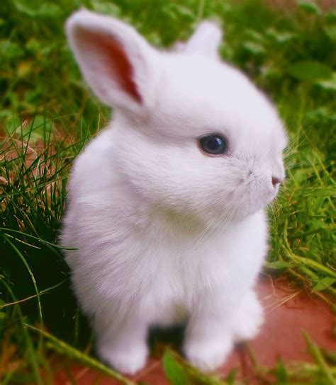 Really Cute White Baby Bunnies