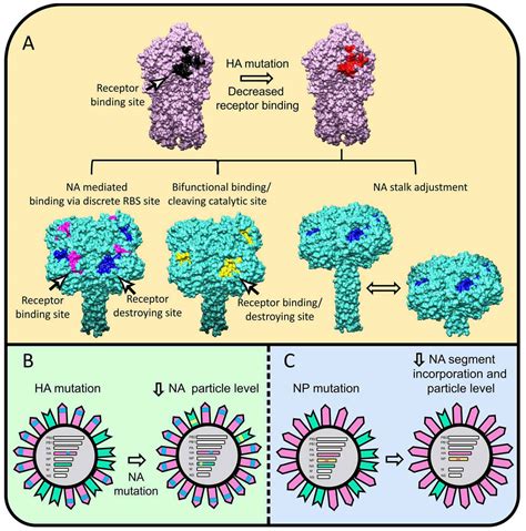 Hemagglutinin and neuraminidase