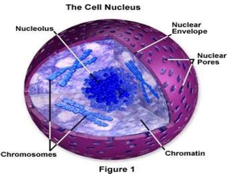 The cell nucleus