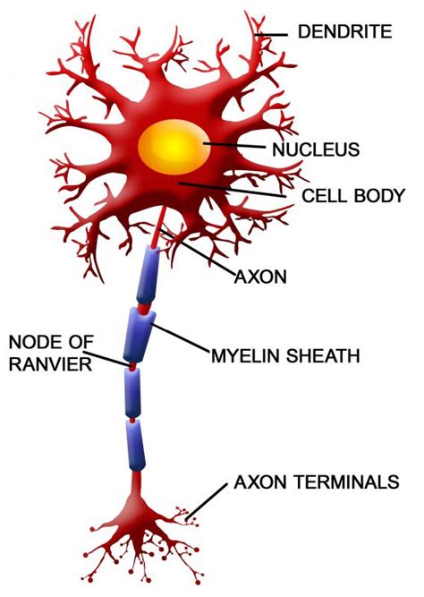 Axon Diagram Labeled