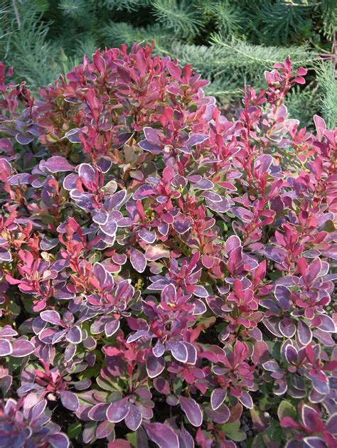 New barberry varieties add colorful, easy accent options | The Spokesman-Review