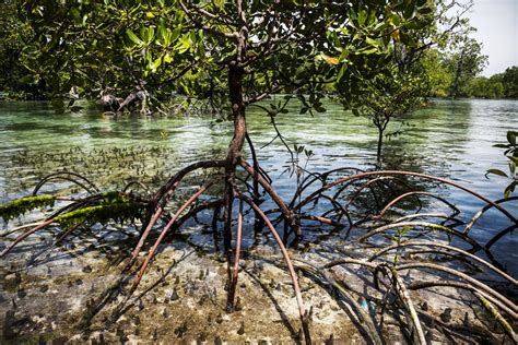 Supertrees: Meet Indonesia’s mangrove, the tree that stores carbon underground - Vox