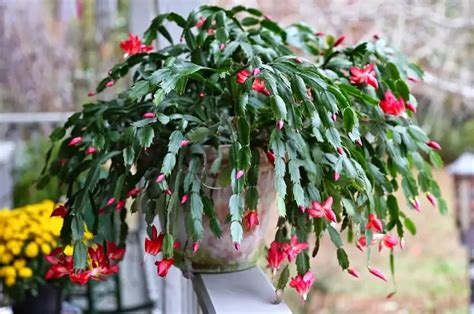 Repotting Christmas Cactus When & How To Transplant Christmas Cactus