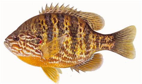 Pumpkinseed, image courtesy of Maynard Reece, from Iowa Fish and Fishing, copyright Iowa ...