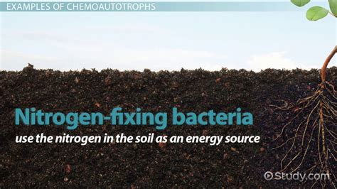 Chemoautotrophs: Definition & Examples - Video & Lesson Transcript | Study.com